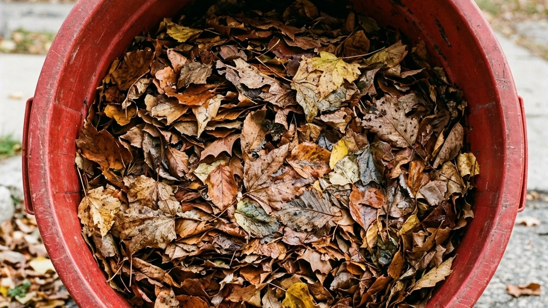 Fully loaded and compacted leaves inside a plain red waste bin in Winnipeg showing settled volume after fall cleanup